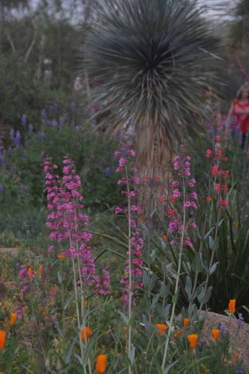 spring flowers